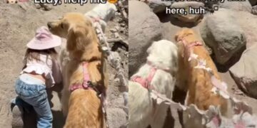 Toddler Turns to Golden Retriever for Help on a Hike, Then Curls Up Next to Her After