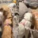 Toddler Turns to Golden Retriever for Help on a Hike, Then Curls Up Next to Her After