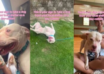 Shelter Dog Can’t Stop Looking Out the Car Window, Savoring the Freedom While He Still Can
