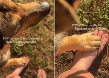 Dog Might Not Be the Cuddly Type, but He Loves Holding His Human Close Every Now & Then