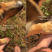 Dog Might Not Be the Cuddly Type, but He Loves Holding His Human Close Every Now & Then