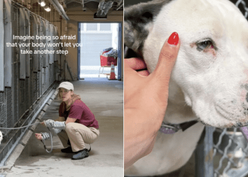 Shelter Dog Doesn’t Let Humans Take Her Out of the Kennel, Scared of What Might Happen Next