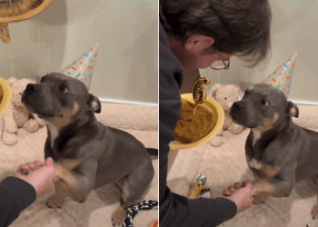 Dog’s Loving Gaze Says It All During His Sweet 6th Birthday Celebration