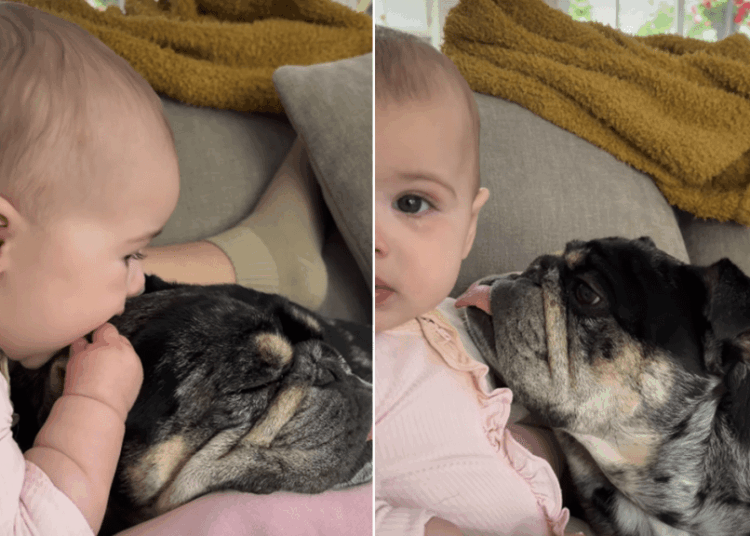 Baby Uses Dog’s Floppy Ears as ‘Sensory Toy’ & He Happily Obliges