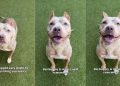 Shelter Dog With Cropped Ears Who Waited for a Family To Love Her Finally Gets Adopted