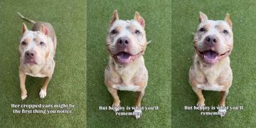 Shelter Dog With Cropped Ears Who Waited for a Family To Love Her Finally Gets Adopted