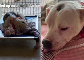 Shelter Dog Curls up on a Tiny Blanket Until One Human Gives Her What She’s Been Missing