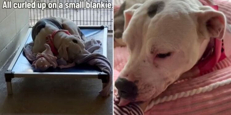 Shelter Dog Curls up on a Tiny Blanket Until One Human Gives Her What She’s Been Missing