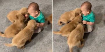 One Tiny Toddler Somehow Became the Leader of This Puppy Pack