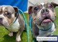 Shelter Dog Judged for ‘Being Broken’ Still Has a Lot of Love to Give