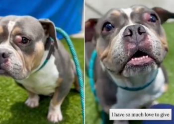 Shelter Dog Judged for ‘Being Broken’ Still Has a Lot of Love to Give
