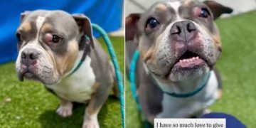 Shelter Dog Judged for ‘Being Broken’ Still Has a Lot of Love to Give