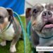 Shelter Dog Judged for ‘Being Broken’ Still Has a Lot of Love to Give