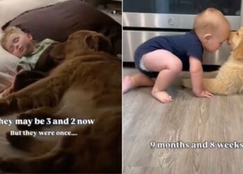 Golden Retriever & Toddler Are Inseparable Now but They Were Once Babies Growing up Together