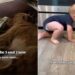 Golden Retriever & Toddler Are Inseparable Now but They Were Once Babies Growing up Together