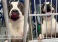 Human Learns Shelter Dog They Once Met Was Returned Twice but Still Refuses To Give up on Love