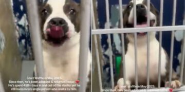 Human Learns Shelter Dog They Once Met Was Returned Twice but Still Refuses To Give up on Love