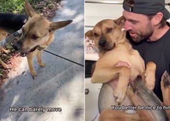 Rescue Dog Listens When Dad Tells Him Not To Be Mean To Injured Baby Bird, Helps Save Him