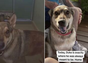 Shelter Dog Had Accepted His Cruel Fate, Until He Saw His Life Change