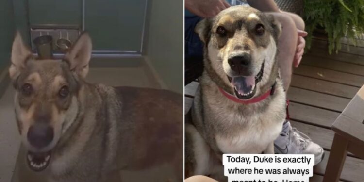 Shelter Dog Had Accepted His Cruel Fate, Until He Saw His Life Change