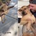 Rescue Dog Listens When Dad Tells Him Not To Be Mean To Injured Baby Bird, Helps Save Him
