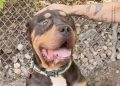 Rescue Dog Found as a Stray Wins Over Internet With His Big Head