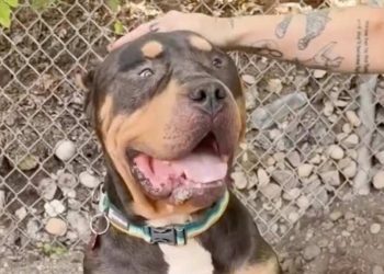 Rescue Dog Found as a Stray Wins Over Internet With His Big Head