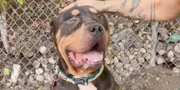 Rescue Dog Found as a Stray Wins Over Internet With His Big Head