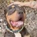 Rescue Dog Found as a Stray Wins Over Internet With His Big Head