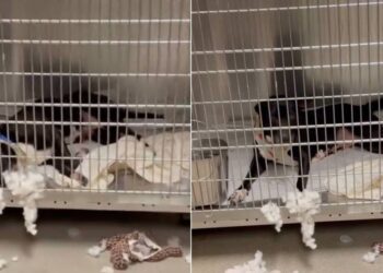 Shelter Dog Does One Unexpected Thing That Makes Human See Her Heartbreaking Reality
