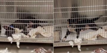 Shelter Dog Does One Unexpected Thing That Makes Human See Her Heartbreaking Reality