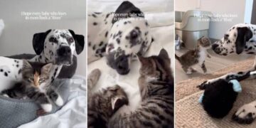 Big Dog Mothers ‘Babies’ Who Aren’t Even Her Own & Gives Human Hope for Something Beautiful