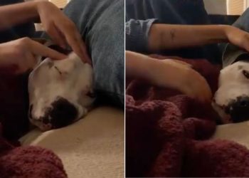 Humans Comfort Rescue Dog, Who Was Once a Neglected Stray, So She Never Feels Scared Again