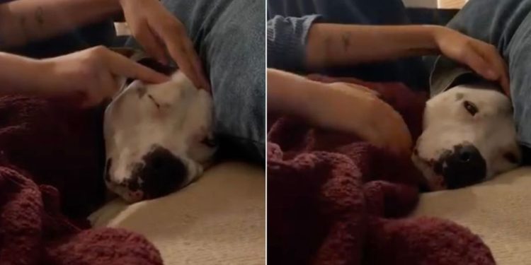 Humans Comfort Rescue Dog, Who Was Once a Neglected Stray, So She Never Feels Scared Again