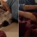 Humans Comfort Rescue Dog, Who Was Once a Neglected Stray, So She Never Feels Scared Again