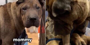 Mama Dog Gives Birth Soon After Rescue & Holds Her Babies Close Like She’s Afraid To Lose Them