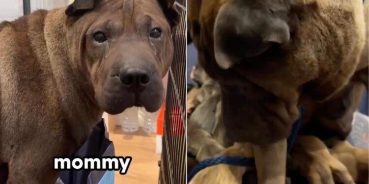 Mama Dog Gives Birth Soon After Rescue & Holds Her Babies Close Like She’s Afraid To Lose Them