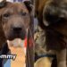 Mama Dog Gives Birth Soon After Rescue & Holds Her Babies Close Like She’s Afraid To Lose Them