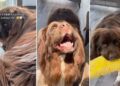 Big Dog Is Heartbroken, Thinking Only Grandma Can Fix His Favorite Toy, Until This Happens