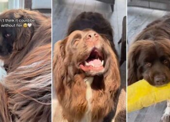 Big Dog Is Heartbroken, Thinking Only Grandma Can Fix His Favorite Toy, Until This Happens