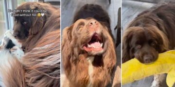 Big Dog Is Heartbroken, Thinking Only Grandma Can Fix His Favorite Toy, Until This Happens