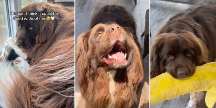 Big Dog Is Heartbroken, Thinking Only Grandma Can Fix His Favorite Toy, Until This Happens