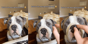 Human Realizes She Never Has To Worry About Dog Because He Knows Exactly How Gentle To Be
