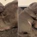 Mama Dog’s Little Baby Snuggles Close to Her but What Happens Next Unfolds a Gentle Tale