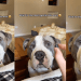 Human Realizes She Never Has To Worry About Dog Because He Knows Exactly How Gentle To Be