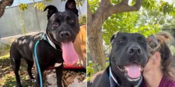 Shelter Dog Suddenly Walks Out of Her Kennel Toward Human Who Knows Her Heartbreaking Story