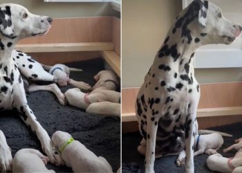 Mama Dog’s Little Baby Clings to Her Paw Afraid To Let Go, Then Moves Closer for Snuggles
