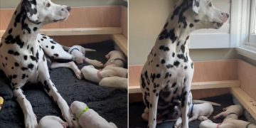 Mama Dog’s Little Baby Clings to Her Paw Afraid To Let Go, Then Moves Closer for Snuggles