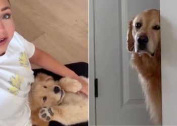 Golden Retriever Sulks Behind a Wall, Upset at Human Petting the Little Puppy Instead of Him