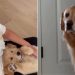 Golden Retriever Sulks Behind a Wall, Upset at Human Petting the Little Puppy Instead of Him
